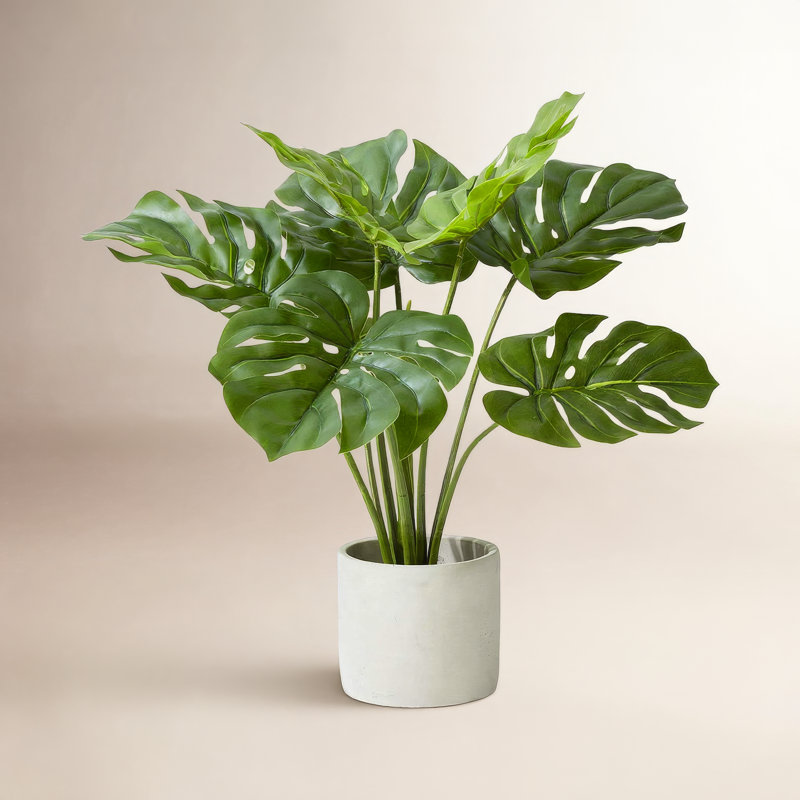 Plante en pot 21 "Evergreen, 8