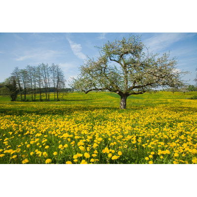 Paysage de printemps par Gregul