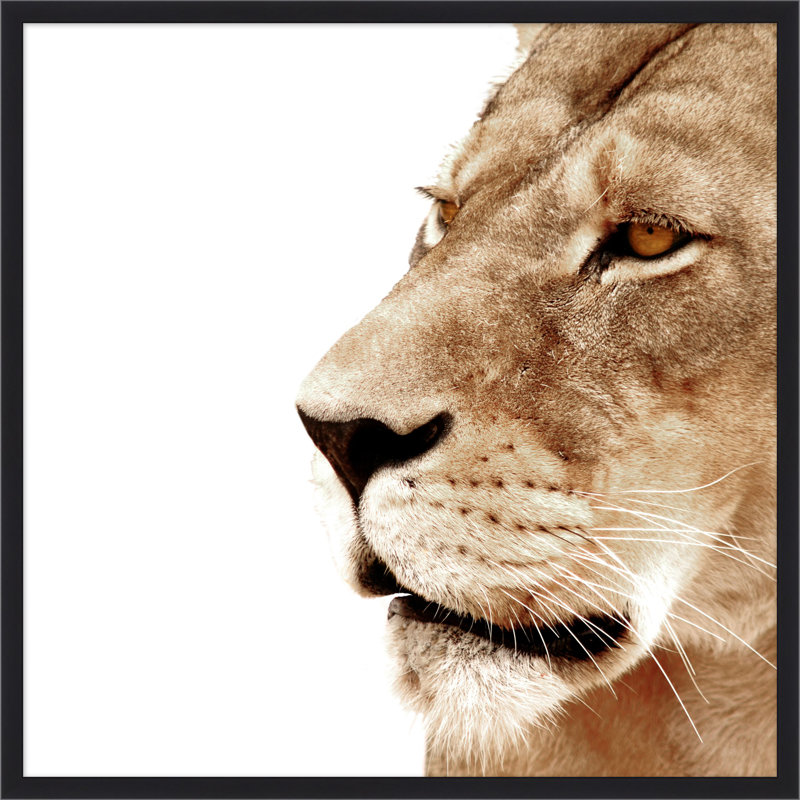 «Lion Face Off 1»