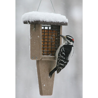 Birds Choice 12" Recycled Single Cake Tail Prop Suet Feeder, Taupe/Green
