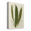 «Garden Ferns VI», impression sur toile tendue-669595548