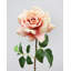 Hollandaise pêche rose 20 po