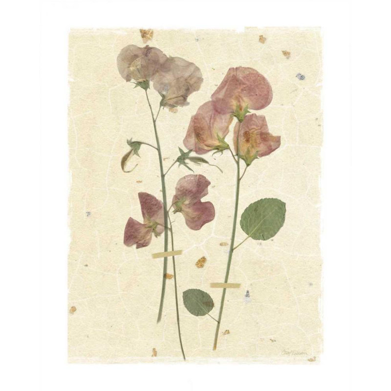 ArtDirect Robinson, Carol Gallery Wrapped Canvas Art Titled: Pressed Sweetpea, 44" H x 36" W