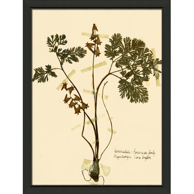 Pressed Botanical 27 Print