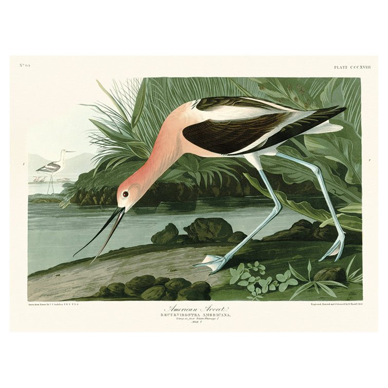 JOHN JAMES AUDUBON (AMERICAN AVOCET) 60X80 CANVAS - Wrapped Canvas Canvas