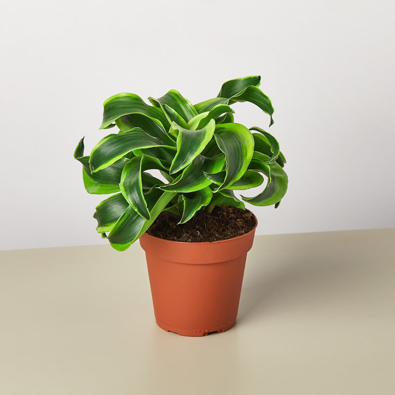 House Plant Shop Live Dracaena Plant