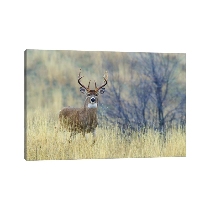 White-tail deer buck 1 Piece Wrapped Canvas Wall Art, 20.32 cm H x 30.48 cm W