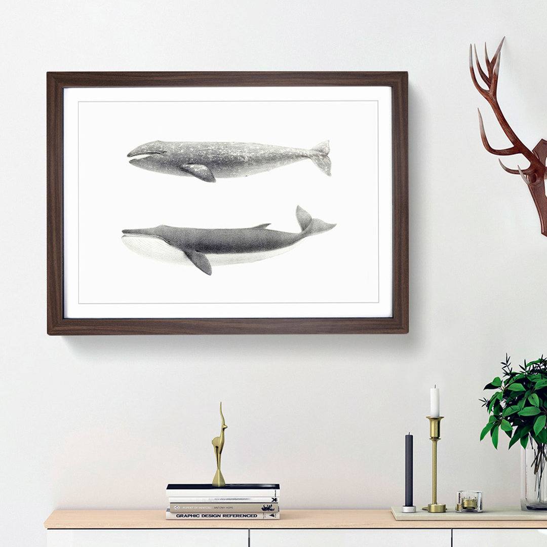 Californian Grey & Finback Whale by C.M. Scammon - Framed Print