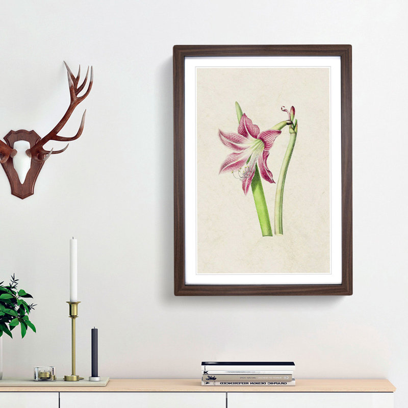 Pink Amaryllis Flower Illustration - Framed Print, 48cm H x 36cm W x 2cm D, Walnut Framed