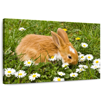 Brampt marguerites et lapin