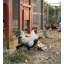 Statue de jardin en métal Verde Rooster-1645474842