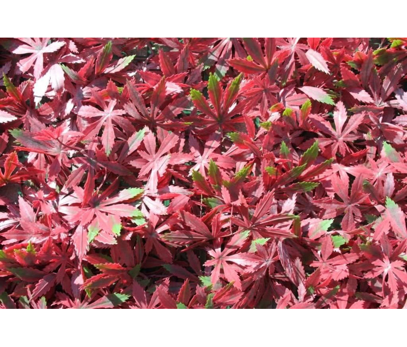 200cm Faux Foliage Hedge