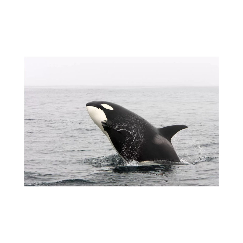 A Transient Killer Whale Breaching, Monterey Bay, California by VWPics - Wrapped Canvas Print, 20.32 cm H x 30.48 cm W