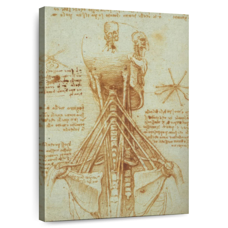 Anatomie du cou Keiri, H 24 po x l 16 po
