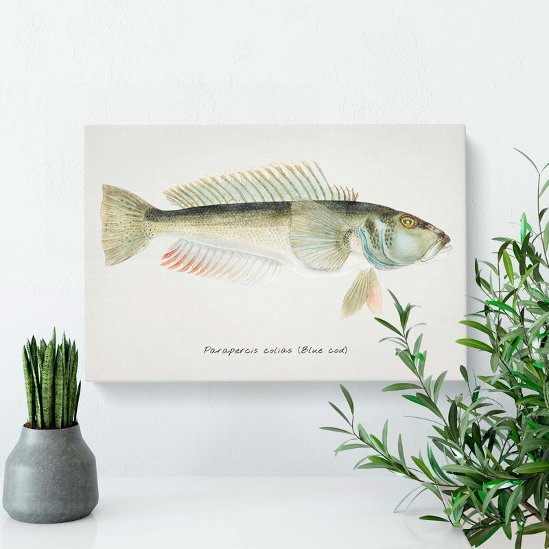 Illustration of a Blue Cod Fish by F.E. Clarke - Wrapped Canvas, 40cm H x 60cm W x 3cm D