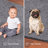 Modern Plush Pet and Kids Friendly Solid Color Gray Area Rugs, Stain & Fade Resistance, Perfect for Living Room, Dining Room, Bedroom, Playroom and Kidsroom, Event, Wedding, Amberlee Binded Rug-841328250
