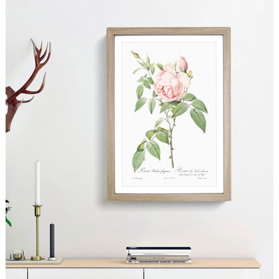 The Pale Pink Roses by Pierre-Joseph Redoute - Picture Frame Painting Print