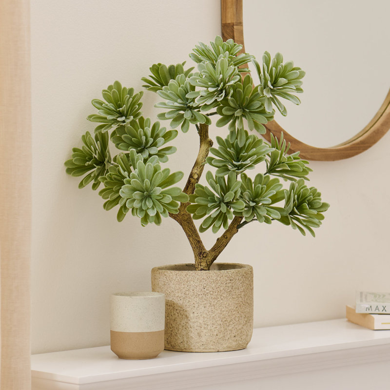 38cm Plant