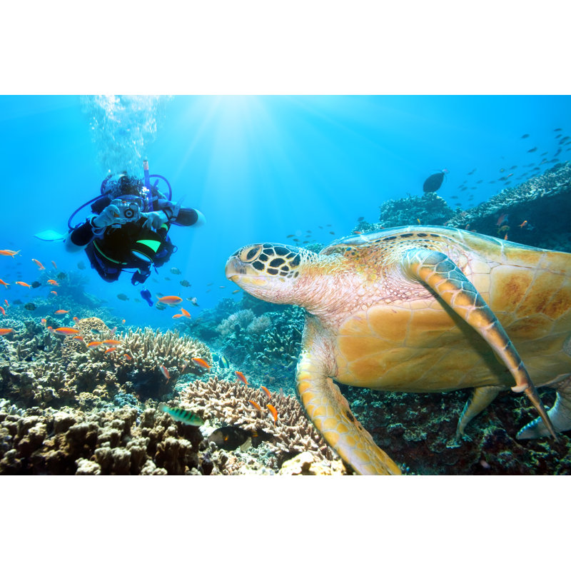 Green Sea Turtle by GoodOlga - Wrapped Canvas Print, 81cm H x 122cm W