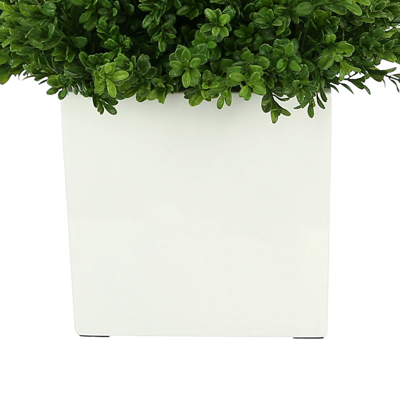 Boxwood Arranged In A Square Pot