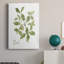 " Herb Basil "-250720314