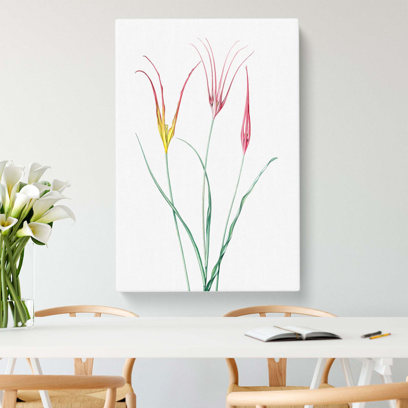Horned Tulip Flowers by Pierre-Joseph Redoute - Wrapped Canvas, 50cm H x 35cm W x 3cm D