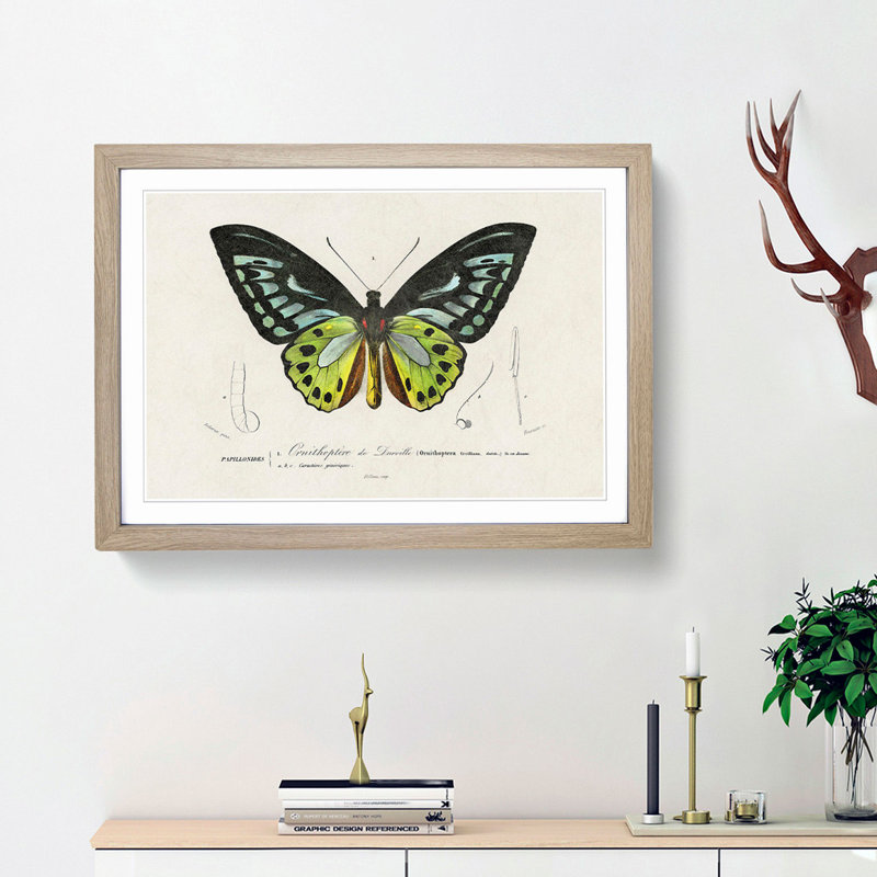 Green Birdwing Butterfly by Charles d Orbigny - Framed Print, 27cm H x 36cm W x 2cm D, Oak Framed