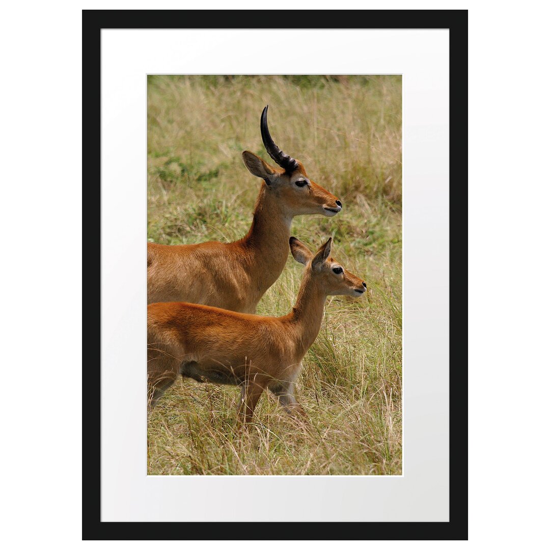 Gerahmtes Poster Dorkasgazelle mit Jungtier