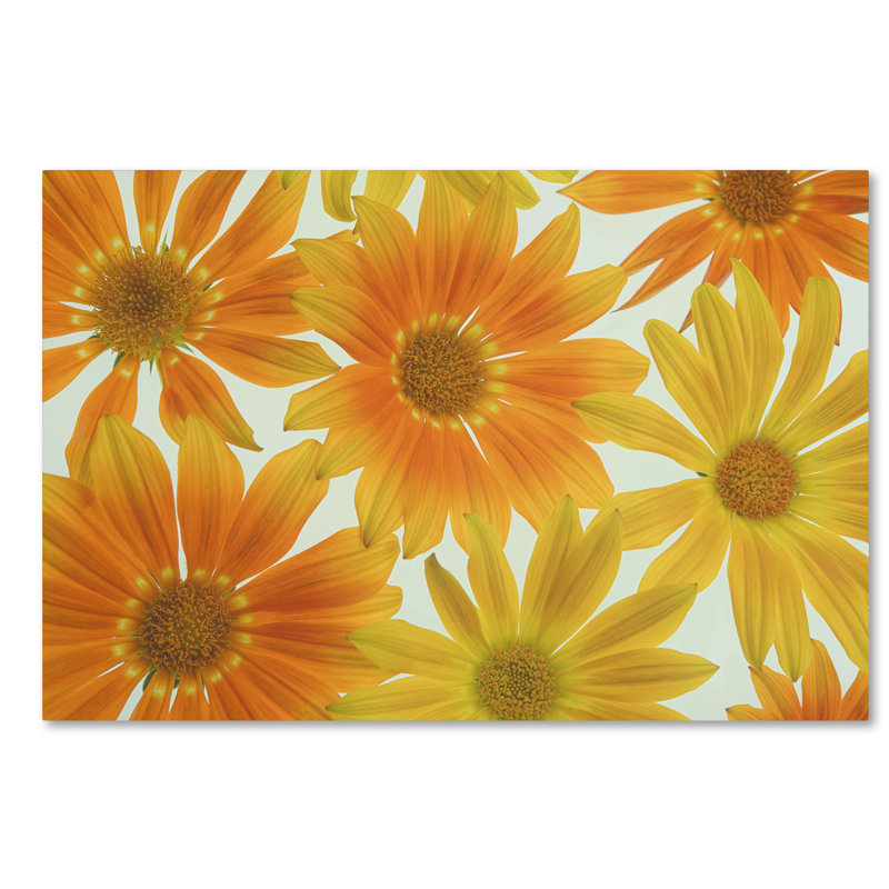 « orange marguerites », reproduction de photo sur toile tendue, H 16 po x l 24 po x P 2 po