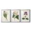Antique Botanical Collection IV - reproduction encadrée sur mesure de qualité supérieure - 3 pièces-927739186-927739187