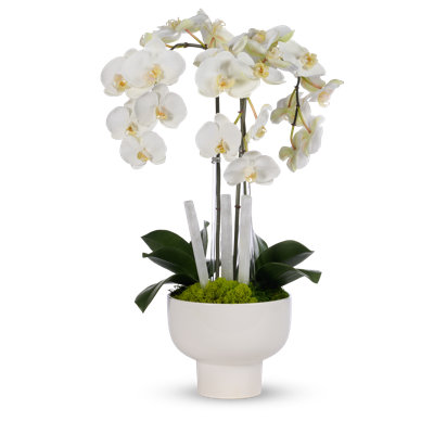 FUCHSIA ORCHIDS IN WHITE CERAMIC W SELINITE STICKS