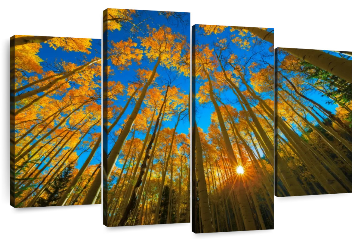 Millwood Pines Alvord Birch Forest Sunburst | Wayfair