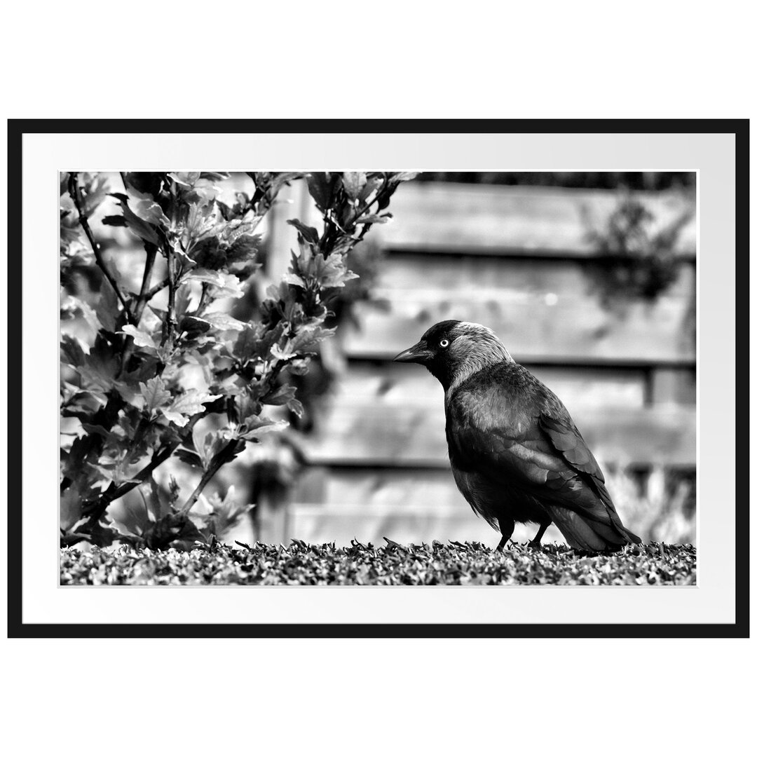 Gerahmtes Poster Vogel auf Gartenwiese