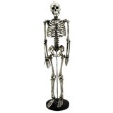 Skeleton | Wayfair