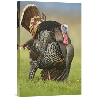 " Wild Turkey Male "