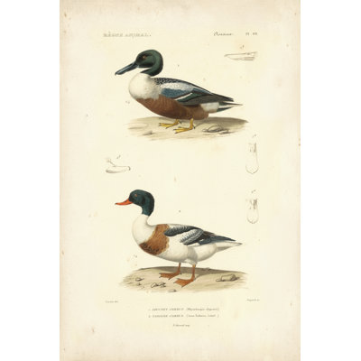 Étude de canard antique II
