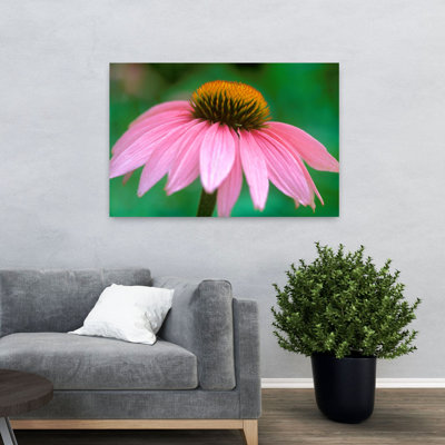 Cone Flower I Delicate Contemporary Flower Nature Art