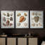Collection de coquillages VI - Toile tendue avec châssis sur mesure - 3 pièces-298649442-298649441