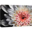 «Blooming Flower Close Up Southwest» sur-99543169