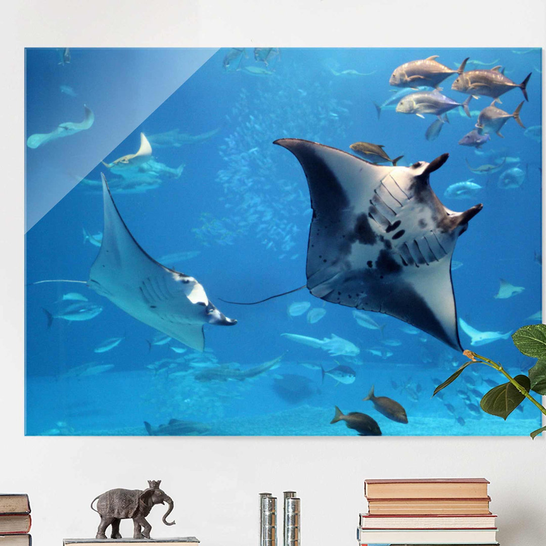 Glasbild Mantarochen