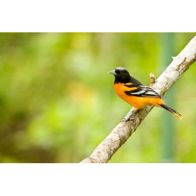 " Baltimore Oriole On Branch "