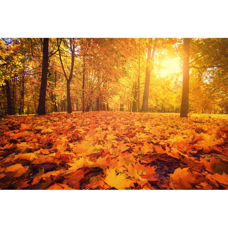 Forêt d'automne - Photographie sur toile tendue, H 20 po x l 30 po