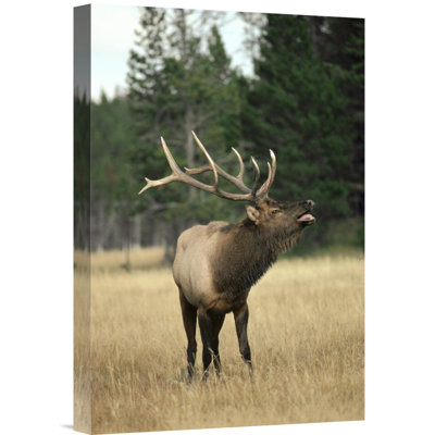 " Elk Male Bugling "