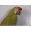 Statue taille réelle Macaw Buffon Lover Parrots
