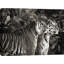 Two Bengal Tigers (BW) - Wrapped Canvas Print-82444998