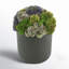 Multi Colored Sedum in Black Planter-1606536661-1606536660