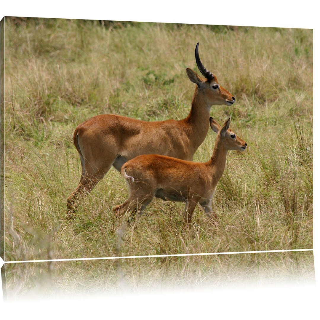 Leinwandbild Dorkasgazelle mit Jungtier