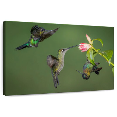 Three Hummingbirds