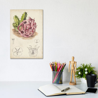 Antique Cactus III by Curtis - Wrapped Canvas Print