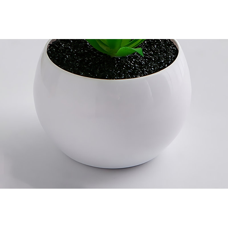 Plante grasse de 5,12 po